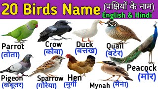 20 BIRDS NAME  Birds Name in English and Hindi  पक्षियों के नाम  Birds Vocabulary [upl. by Ayot401]