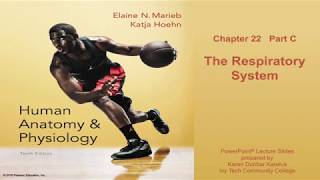 Anatomy and Physiology Chapter 22 Part C lecture Respiratory System [upl. by Kathie]