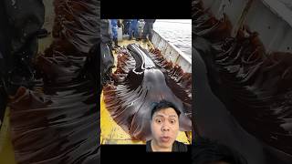 LINTAH RAKSASA whale ocean fishing fish nature oceanmysteries [upl. by Claretta]