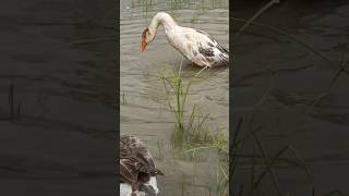 Swan bath Village life swan shortvideo villagelife shorts [upl. by Kele]