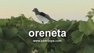 Oreneta 【Vídeo·Clip·Petit·✿】 [upl. by Caldwell810]