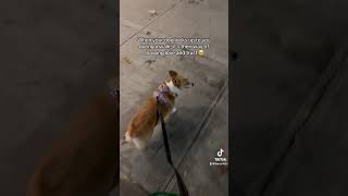 Not yet 🤔 corgi corgioftiktok dog petsoftiktok youtubeshorts shorts shortvideos viral [upl. by Corwun846]