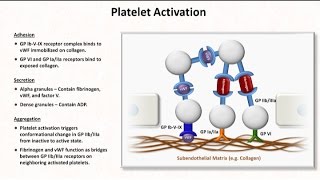 Hemostasis Lesson 2  Platelet Activation and Aggregation [upl. by Hyacinthie]