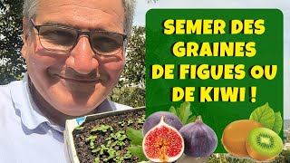 Faire pousser un figuier ou un kiwi à partir dune graine  une loterie amusante  🥝 [upl. by Konrad]