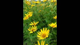 Heliopsis helianthoides False Sunflower [upl. by Tara]