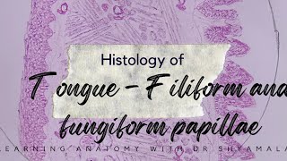 Histology of Tongue  Filiform and fungiform papillae Step by step drawing with description [upl. by Docilu812]