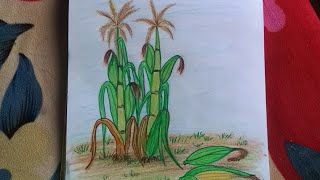 How to draw corn plant with corns [upl. by Cairistiona549]