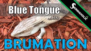 Brumation Hibernation amp Blue Tongue Skinks  Ep 49 [upl. by Oniskey743]