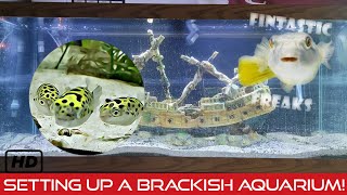 Setting Up A Brackish Water Aquarium Green Spotted Puffer Upgrade Pt1 [upl. by Elimay]