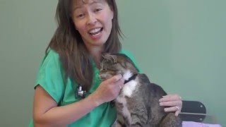 How to pill your cat  Dr Justine Lee [upl. by Drexler]