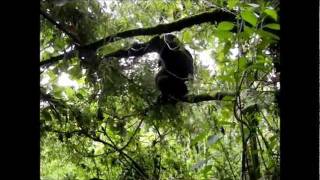 Gorilla farts on my head Hilarious HappiTravelscom [upl. by Lainahtan789]