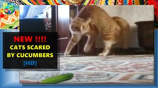 viral New cats scared by zucchini and cucumbers  too funny [upl. by Eugenle]