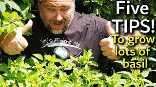 5 Tips How to Grow a Ton of Basil in One Container or Garden Bed [upl. by Atoel584]