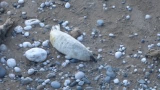 2024 Pupping Season  4 7 9 13 16 17 amp 21 day old seal pups  11th October [upl. by Geibel]