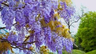 Royal greenhouses of Laeken [upl. by Mchale]