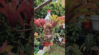 Bromelia candelabro en maceta pet artemodayplantas flores bromélias plants [upl. by Eeliab562]