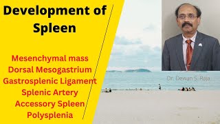 Development of the Spleen [upl. by Tnomad]