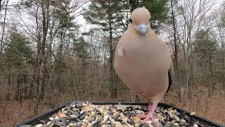 Mourning Dove call [upl. by Calv]