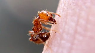 FIRE ANTS vs HAND and more [upl. by Aiset]