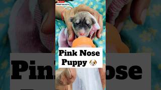 Pink Nose Puppy 🐶  329 [upl. by Uriel]