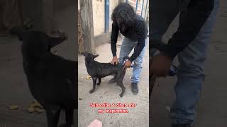 StreetDogRescue DogCare DogMedicine StreetDogLove DogTreatment usa [upl. by Naawaj]