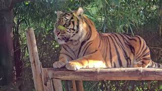 The Sumatran tiger Australia [upl. by Nandor]