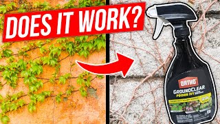 How to Kill Poison Ivy Poison Oak and Other Tough Vines [upl. by Llevel434]