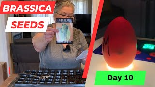 STARTING BRASSICA SEEDS amp INCUBATOR UPDATE 🐣 seeds garden2024 chicks babychickschirping [upl. by Releyks]