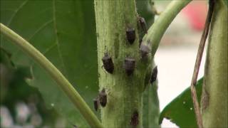 Brown marmorated stink bugs on sunflower [upl. by Ovid]