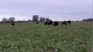 Cattle Grazing Cover Crops  Oats Cereal Rye and Turnips [upl. by Einor246]