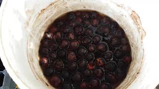 How to Plant Western Australian Sandalwood amp Quandong Nuts Seeds with the Host Plant the Jam Tree [upl. by Atsira]