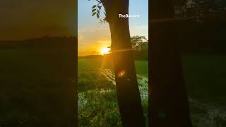 Song Give me some sunshine hindi nature video shorts shortvideo viralvideo viralshorts [upl. by Lindsey911]