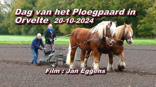 Dag van het Ploegpaard in Orvelte 20 10 2024 [upl. by Theresina]