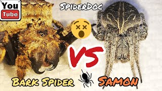 BARK Spider VS SAMON of Isabela Mga Tigasin na Gagamba Sinu ang Nabilot Spider Fight [upl. by Riella]