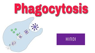 Phagocytosis In Hindi [upl. by Othilie150]