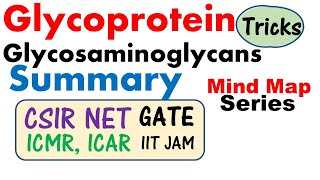 Glycosaminoglycans and glycoprotein biochemistry lecture [upl. by Yaned]