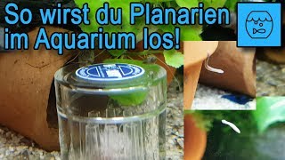 Lästige Plagegeister im Aquarium So wirst du Planarien in deinem Becken losTipps und Tricks [upl. by Britte]