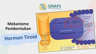 SINAPINTAR 04  Mekanisme Pembentukan Hormon Tiroid [upl. by Trenna]