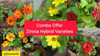 Zinnia Hybrid Varieties Combo Offer സീനിയ ഹൈബ്രിഡ് വെറൈറ്റി കോംബോ 🌷🌷🌷🌷 [upl. by Sedinoel114]