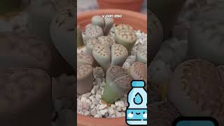 🌱Litops🌱 documental curiosidades plantasgrandes naturaleza sabíasque naturaleza [upl. by Elynad608]