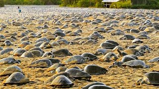 Raising Millions of Softshell Turtle for Meat  Softshell Turtle Farming and Harvesting Technique [upl. by Adlin]