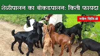 शेळीपालन का बोकडपालन   किती फायदा🔥🔥🐐 [upl. by Grannia]