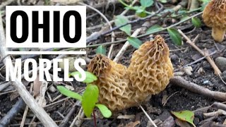 Finally Found Morel Mushrooms Southwest Ohio  2022 [upl. by Adin515]