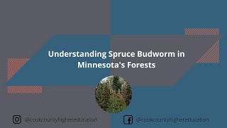 Understanding Spruce Budworm in Minnesotas Forests [upl. by Rolyab]