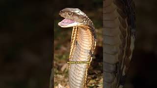 Cobra royal  le plus long serpent venimeux du monde  🐍 animaux apprendre natureshorts [upl. by Sandry]