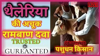 Theileria treatment in cattle  theileriosis  thaileria bimaari ke lakshan evam upchar [upl. by Almeria]