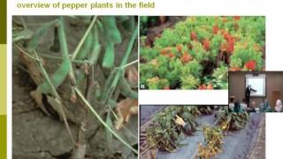 Lecture 14  Phytophthora Diseases  Dr Rana Samara [upl. by Blount]