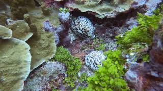 2 Cypraea tigris commonly known as the tiger cowrie Guam Do not steal them Marine Preserve [upl. by Aland]