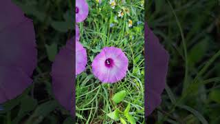 Bees working Saltmarsh Morning Glory Ipomoea sagittata [upl. by Buckley]