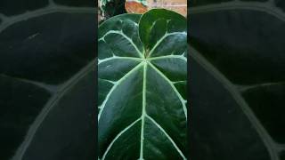 Anthurium Magnificum hybrid anthurium anthuriumcrystallinum shorts [upl. by Albur]